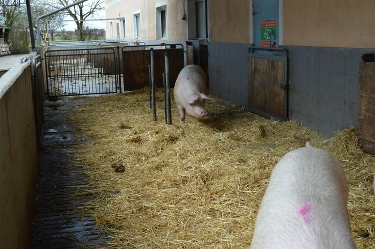 Bio Schweine (002).jpg Bio Schweine (002).jpg