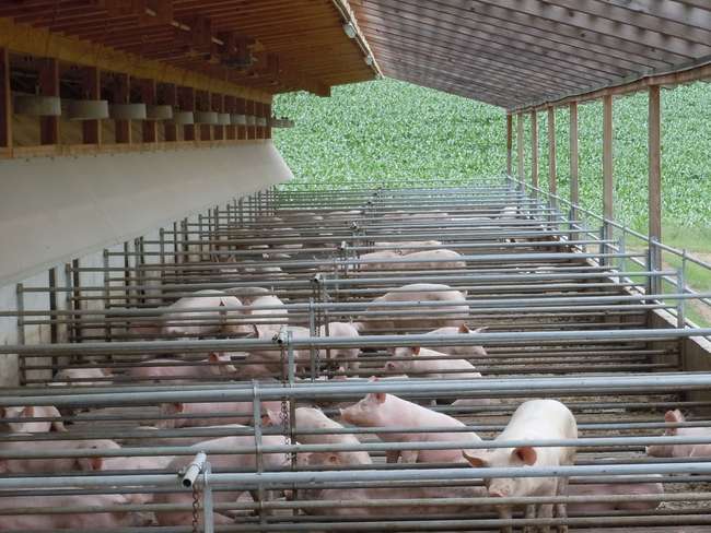 offener Schweinestall offener Schweinestall