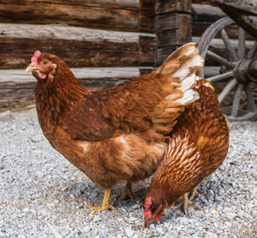 Hühner © Michaela Kölle