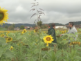 Blühstreifen © ORF Serie Landwirt schafft