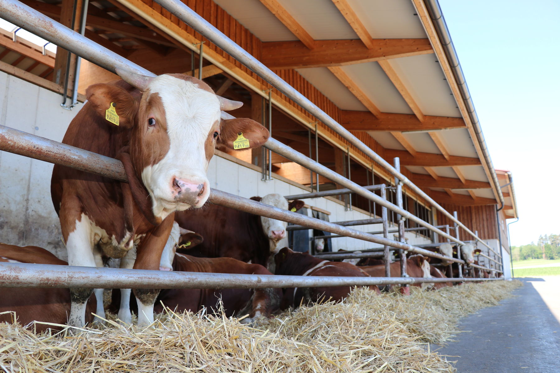 Rindermaststall mit Auslauf und Strohliegeflächen © Paula Pöchlauer-Kozel Rindermaststall mit Auslauf und Strohliegeflächen © Paula Pöchlauer-Kozel
