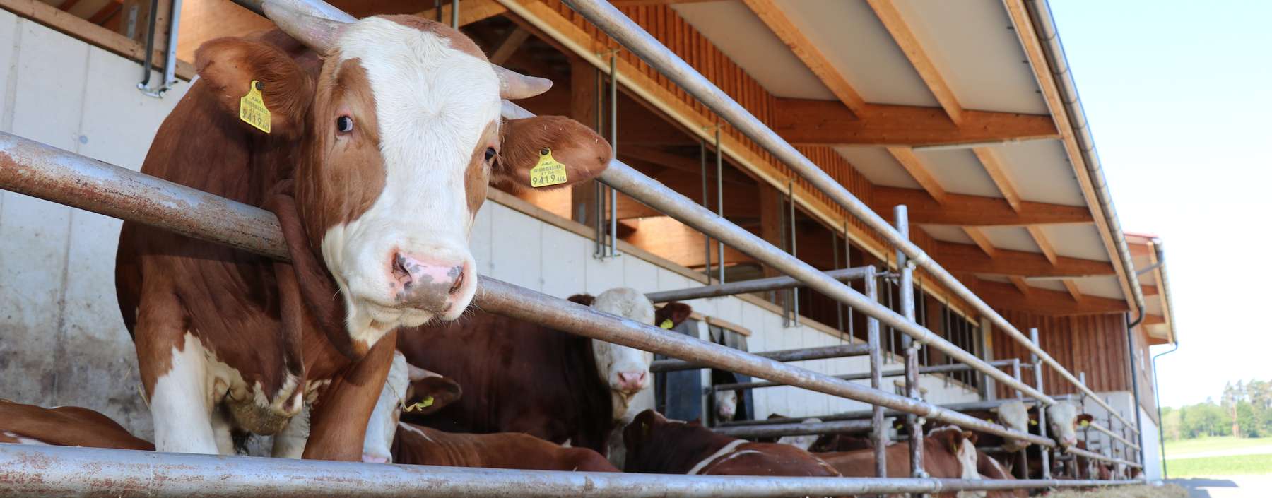 Rindermaststall mit Auslauf und Strohliegeflächen © Paula Pöchlauer-Kozel