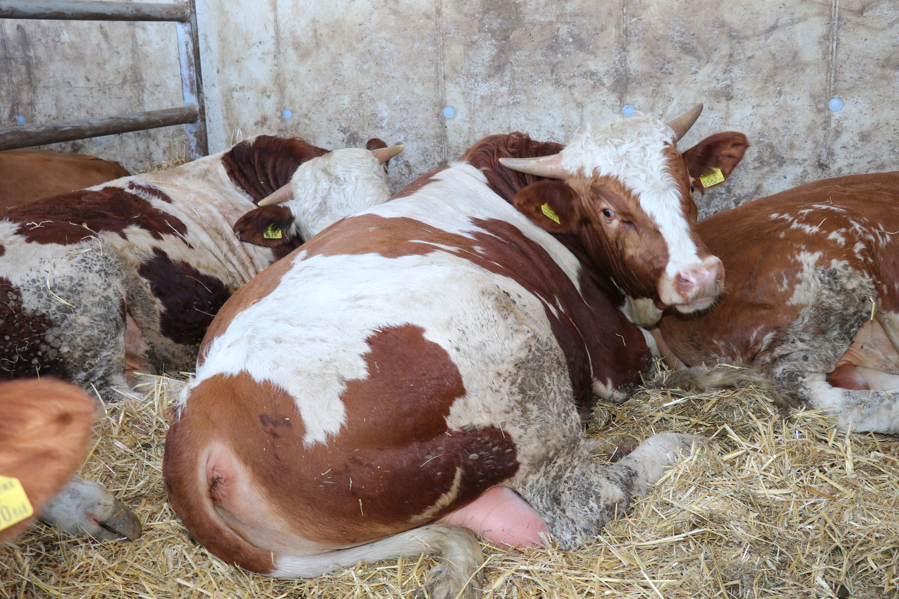 Rindermaststall mit Auslauf und Strohliegeflächen © Paula Pöchlauer-Kozel Rindermaststall mit Auslauf und Strohliegeflächen © Paula Pöchlauer-Kozel
