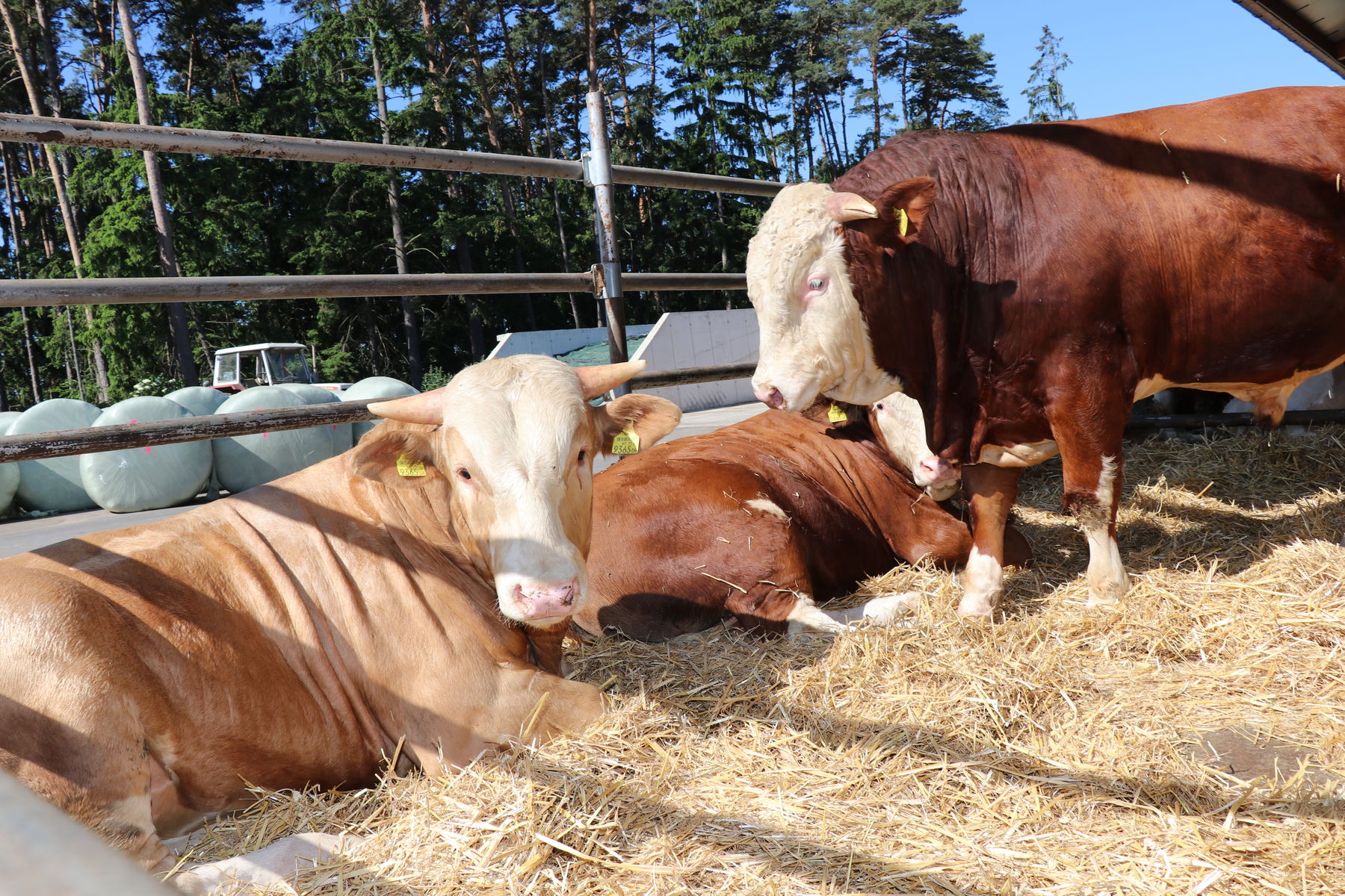 Rindermaststall mit Auslauf und Strohliegeflächen © Paula Pöchlauer-Kozel Rindermaststall mit Auslauf und Strohliegeflächen © Paula Pöchlauer-Kozel
