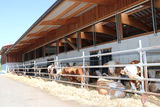 Rindermaststall mit Auslauf und Strohliegeflächen