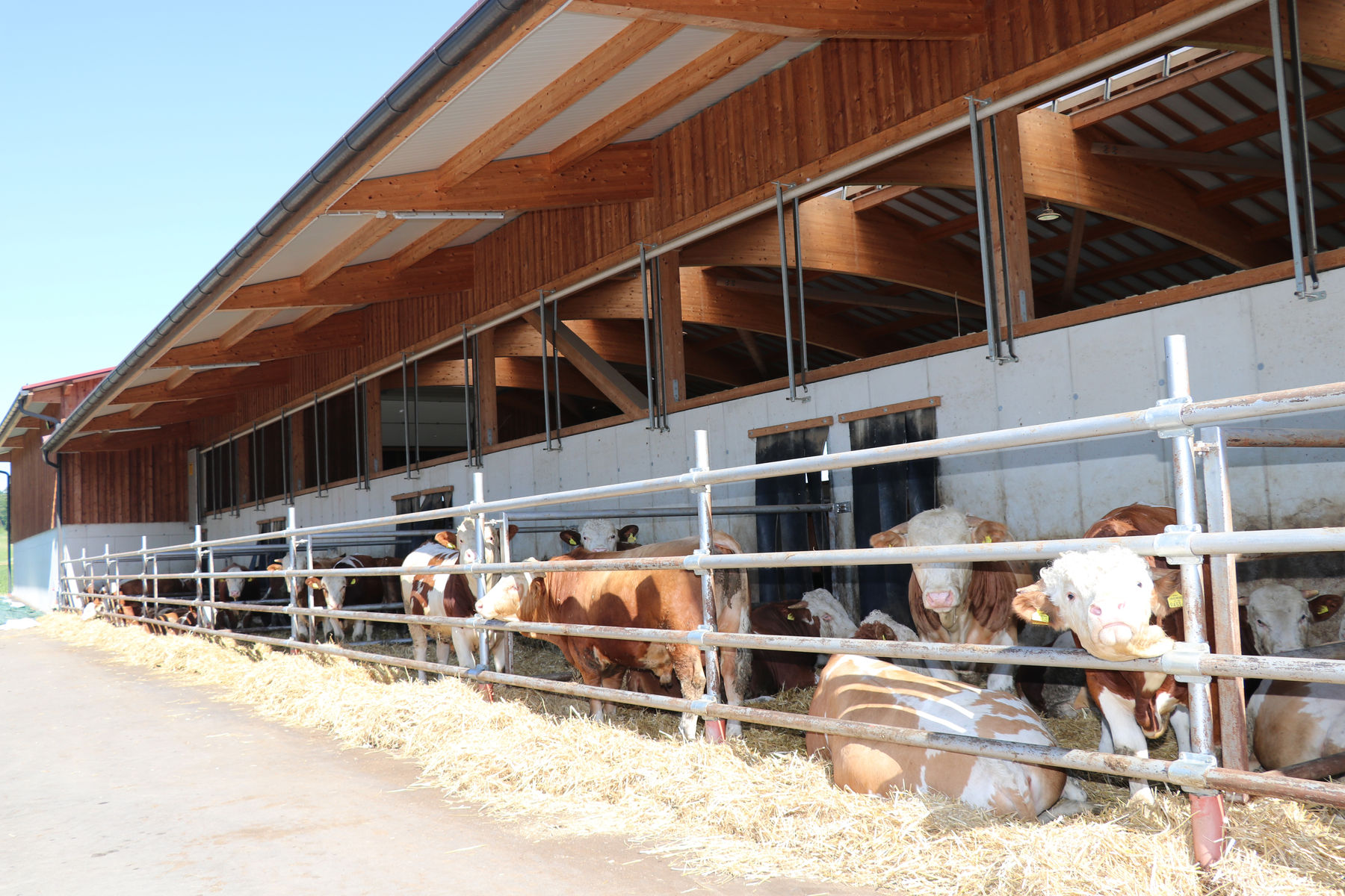 Rindermaststall mit Auslauf und Strohliegeflächen © Paula Pöchlauer-Kozel Rindermaststall mit Auslauf und Strohliegeflächen © Paula Pöchlauer-Kozel