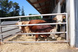 Rindermaststall mit Auslauf und Strohliegeflächen