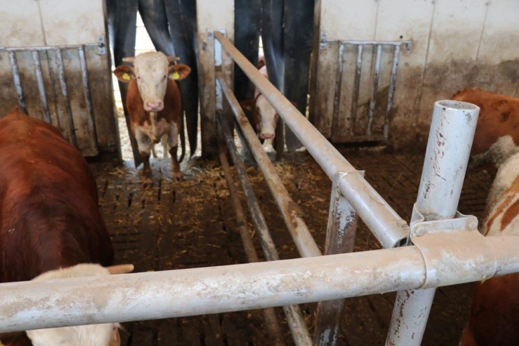 Fotoreportage im Rinderstall von Familie Kronsteiner aus Emmersdorf © Paula Pöchlauer-Kozel/LK Niederösterreich Fotoreportage im Rinderstall von Familie Kronsteiner aus Emmersdorf © Paula Pöchlauer-Kozel/LK Niederösterreich