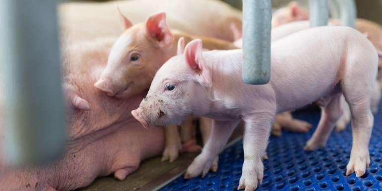 Ferkel absetzen ohne Zinkoxid Ferkel absetzen ohne Zinkoxid