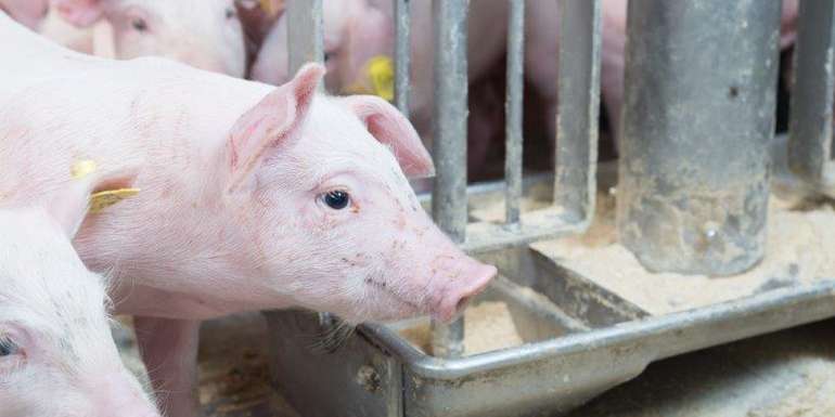 Ferkel absetzen ohne Zinkoxid Ferkel absetzen ohne Zinkoxid