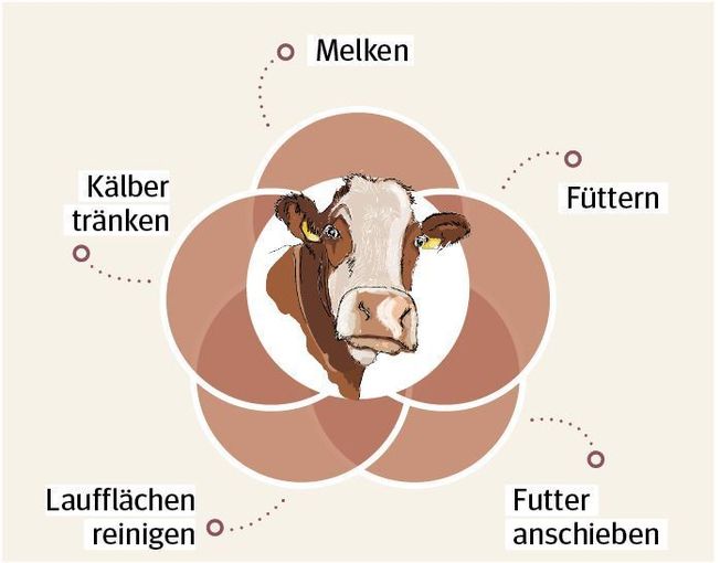 Überblick über immer häufiger in Rinderställen anzutreffende Roboter.