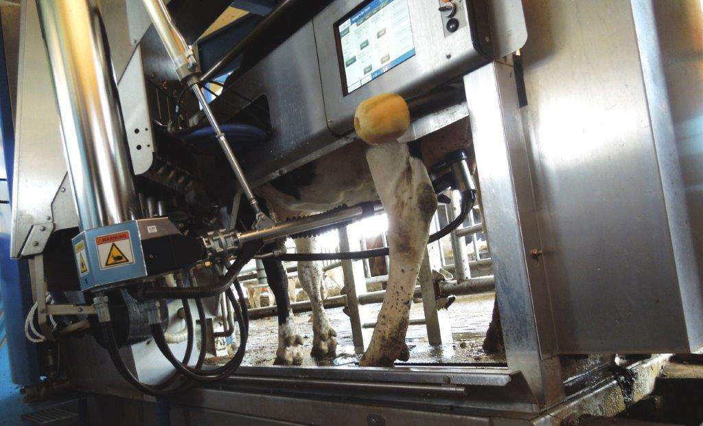 In Österreichs Milchviehställen sind bereits über 1.000 Melkroboter im Einsatz.