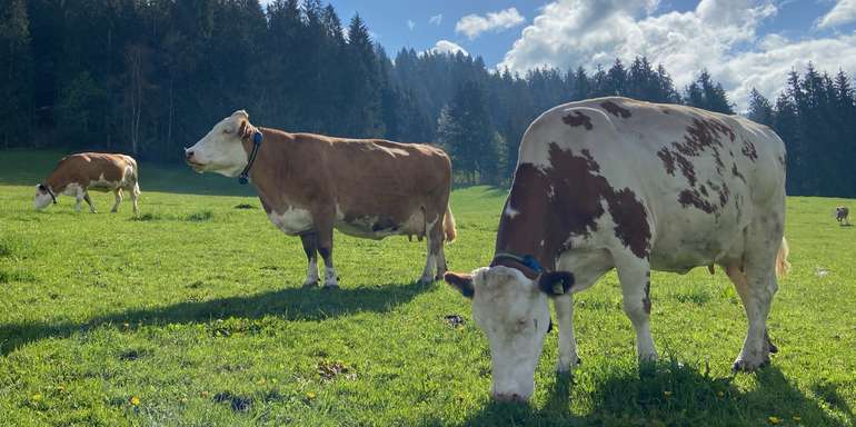 Rinder auf Weide.jpg Rinder auf Weide.jpg