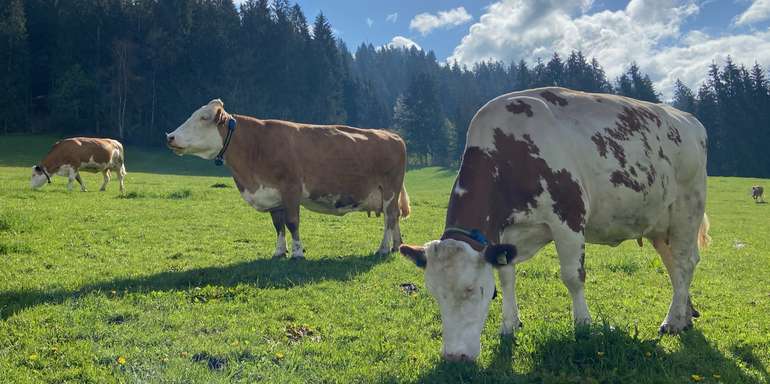 Rinder auf Weide.jpg