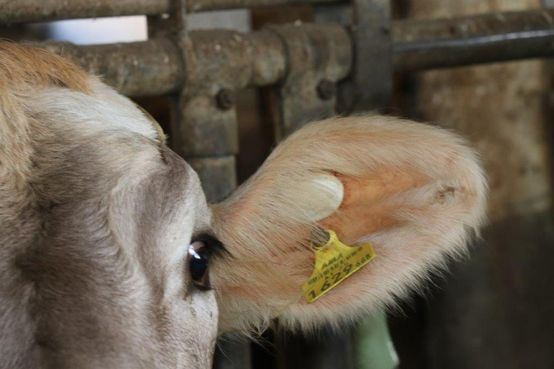 Für 45 Kühe hat er 2017 insgesamt 6.800 Euro ausgelegt. Das Service beläuft sich auf brutto 7,20 Euro pro Kuh und Jahr. © Paula Pöchlauer-Kozel/LK Niederösterreich