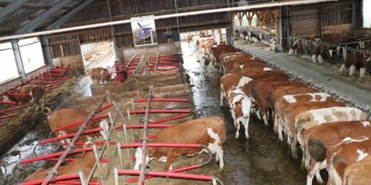 IMG_7825 © Paula Pöchlauer-Kozel/LK Niederösterreich