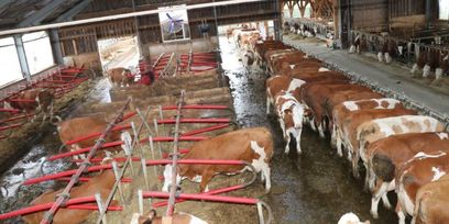 IMG_7825 © Paula Pöchlauer-Kozel/LK Niederösterreich