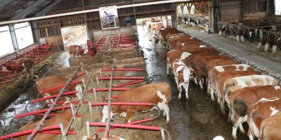 IMG_7825 © Paula Pöchlauer-Kozel/LK Niederösterreich