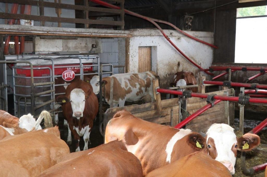 © Paula Pöchlauer-Kozel/LK Niederösterreich © Paula Pöchlauer-Kozel/LK Niederösterreich