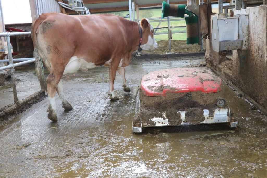 © Paula Pöchlauer-Kozel/LK Niederösterreich © Paula Pöchlauer-Kozel/LK Niederösterreich