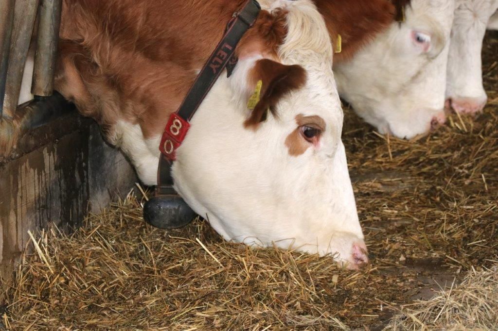 Am Halsband trägt jede Kuh einen Sensor, der ihre Aktivität misst. Daten und Alarme werden an Handy und PC gesendet.  © Paula Pöchlauer-Kozel/LK Niederösterreich