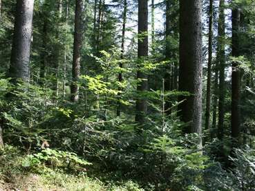 Forst Vorarlberg (c) LK Vbg. (Mittel).jpg © LK Vbg.
