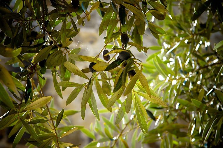 olives-789140_1920.jpg © Archiv