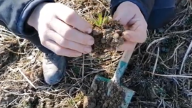 Beurteilung der Zwischenfrucht vor der Bodenbearbeitung zum Mais