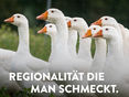 sharebilder_Gans © LK Niederösterreich