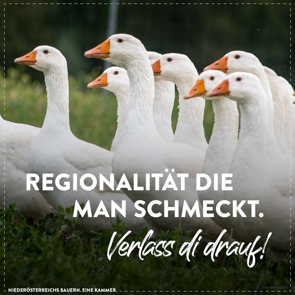 sharebilder_Gans.jpg © LK Niederösterreich sharebilder_Gans.jpg © LK Niederösterreich