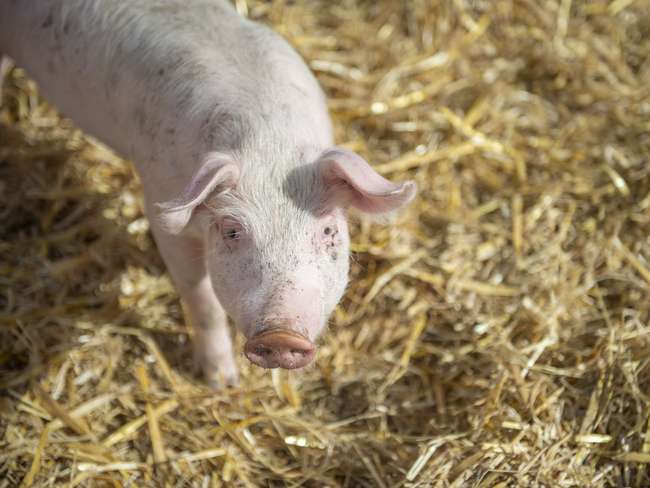 Schwein Schwein