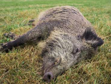 2 Wildschwein freistellen Credit adobestock.com-min.jpg