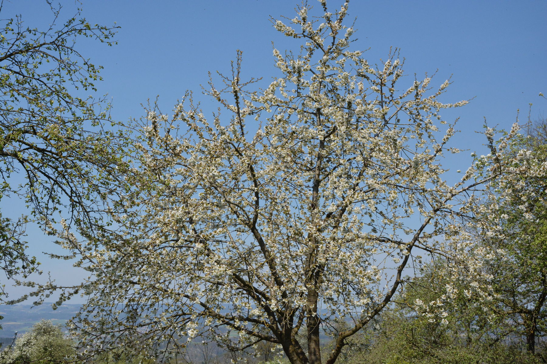 Obstbaumblüte LK OÖ Hötzendorfer.jpg