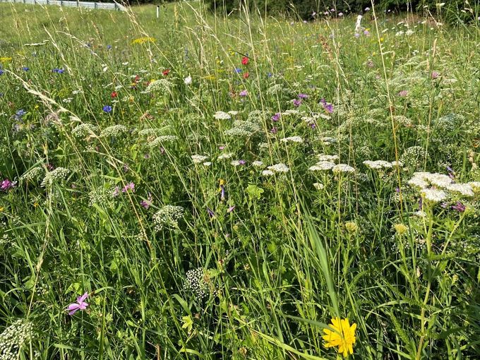 Biodiversität auf Ackerflächen_Pflanzenarten und Mischungen_Winkovitsch.jpg © DI Claudia Winkovitsch