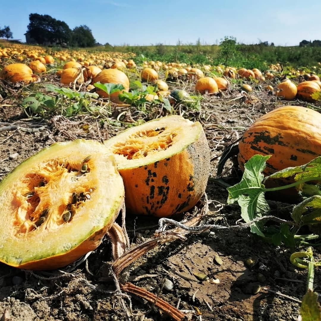 Ölkürbisse_aus_OÖ.jpg © Landwirtschaftskammer Oberösterreich Ölkürbisse_aus_OÖ.jpg © Landwirtschaftskammer Oberösterreich