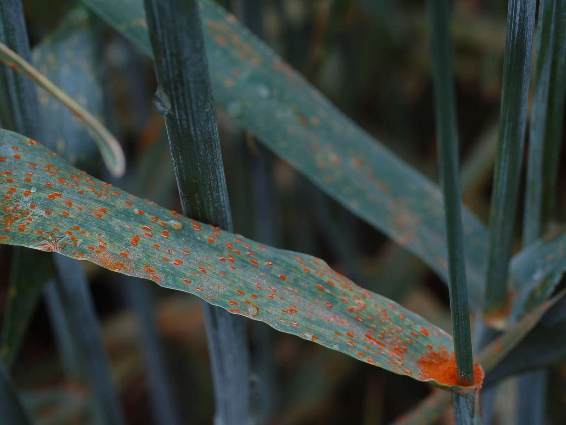 Braunrost im Weizen.jpg © Mag. Harald Schally/LK Niederösterreich Braunrost im Weizen.jpg © Mag. Harald Schally/LK Niederösterreich