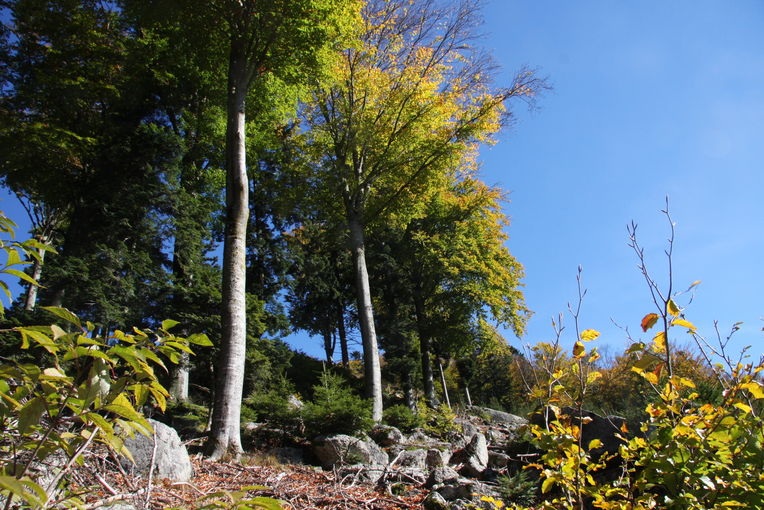 Waldlandschaft.jpg © BBK St. Pölten
