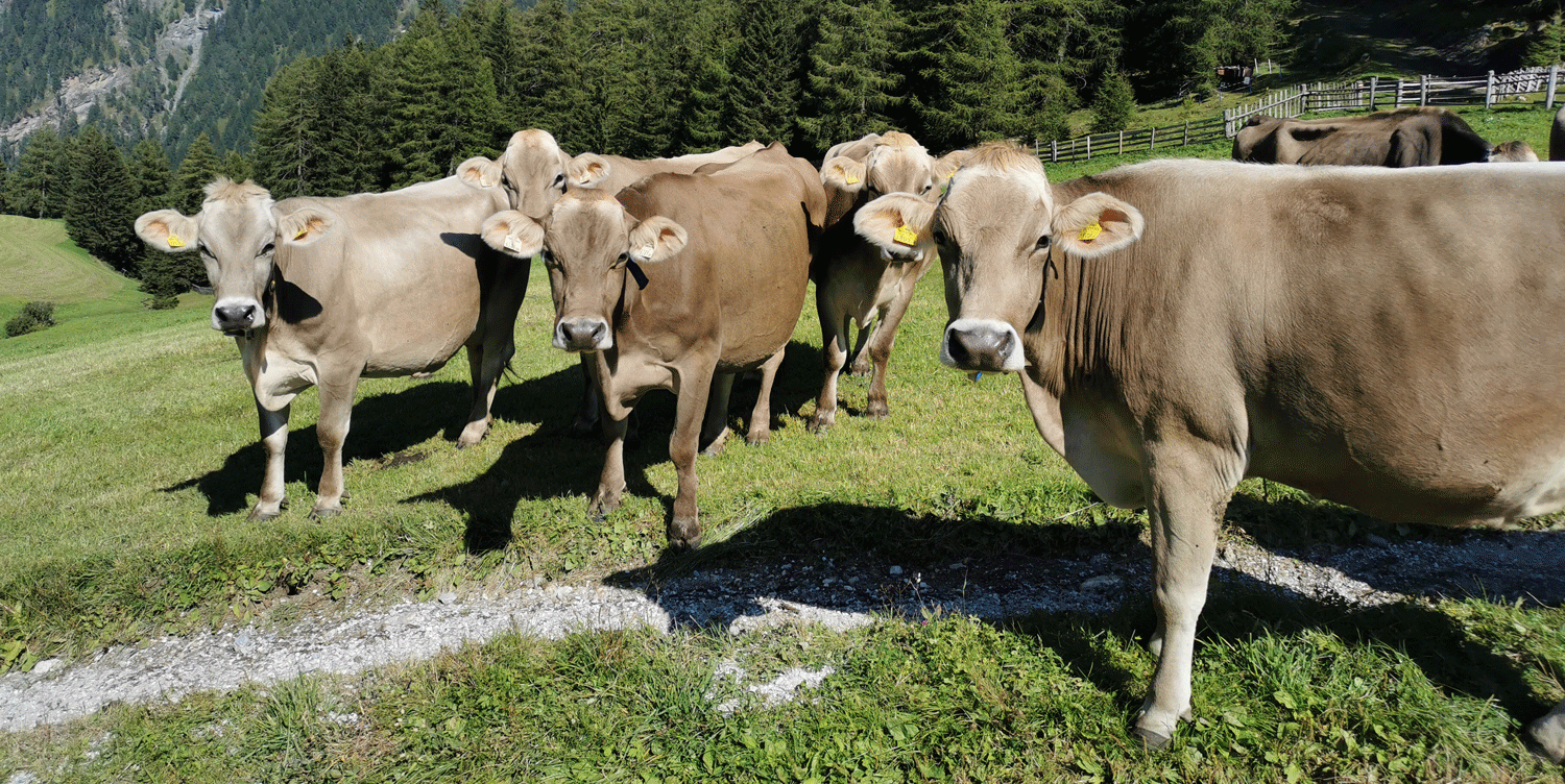 Weide Bio Kühe © Lukas Huber Weide Bio Kühe © Lukas Huber