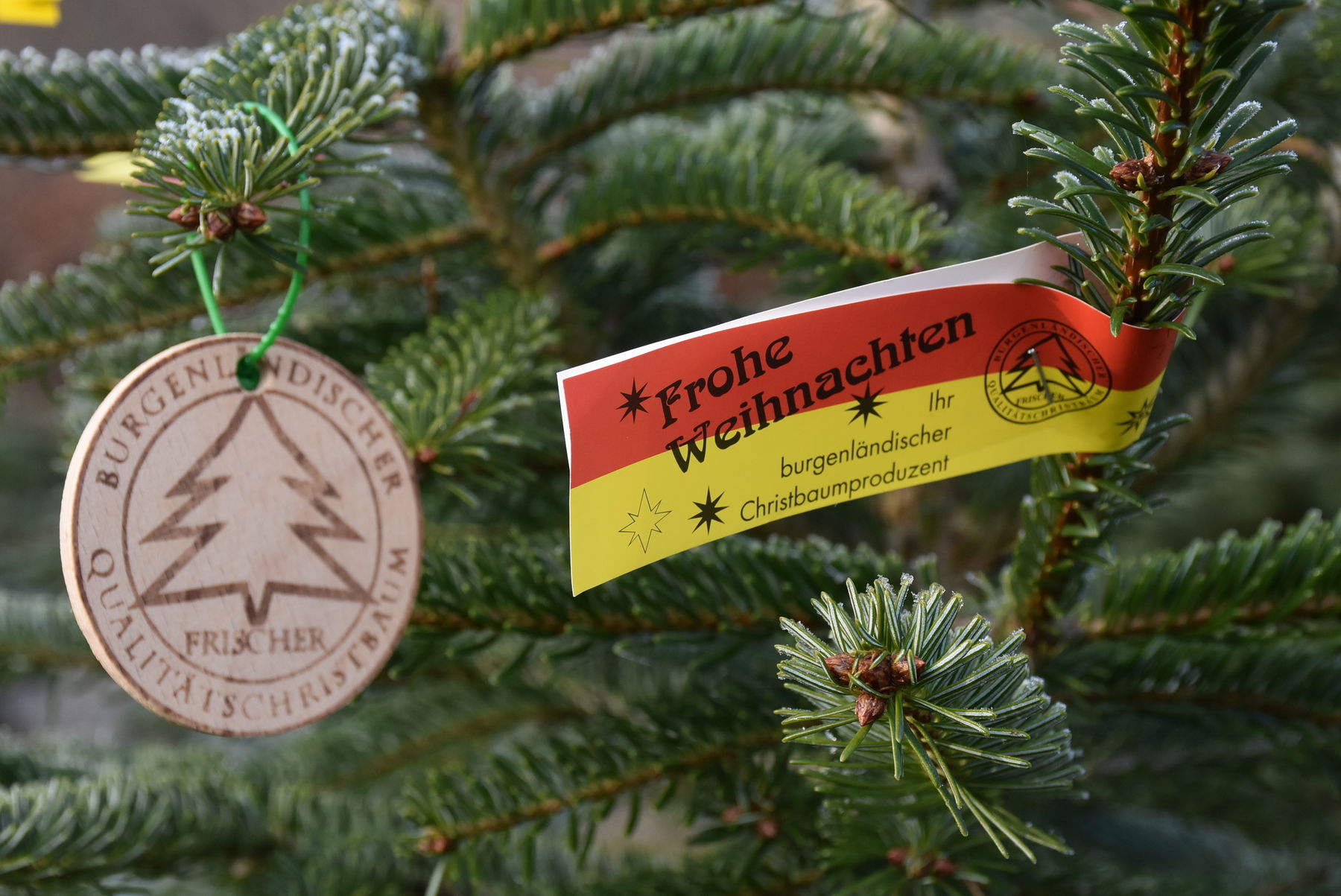 (c) kaiser lk burgenland - Christbaumschleife mit dem Logo des Vereines Burgenländischer Qualitätschristbaum.jpg