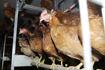 Huhn.jpg © LK Sbg/Dürnberger