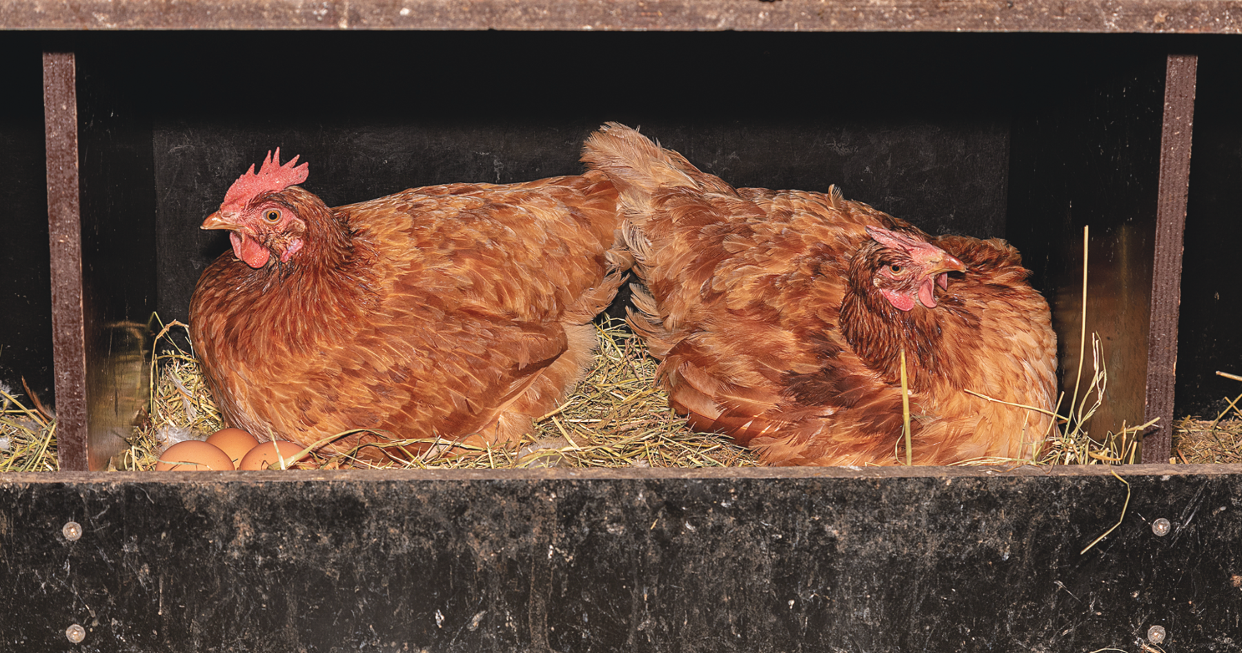 Ich wollt, ich hätt ein Huhn : Einstieg in die Hühnerhaltung.png © Adobe Stock/emmapeel34 Ich wollt, ich hätt ein Huhn : Einstieg in die Hühnerhaltung.png © Adobe Stock/emmapeel34