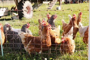 Ich wollt, ich hätt ein Huhn : Einstieg in die Hühnerhaltung.jpg © Kronreif Ich wollt, ich hätt ein Huhn : Einstieg in die Hühnerhaltung.jpg © Kronreif