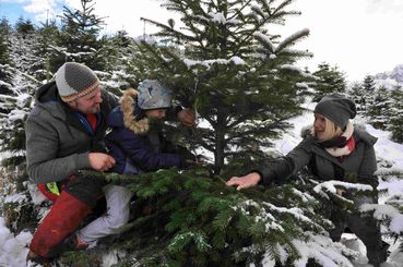 Christbaum_02.jpg © Mooslechner