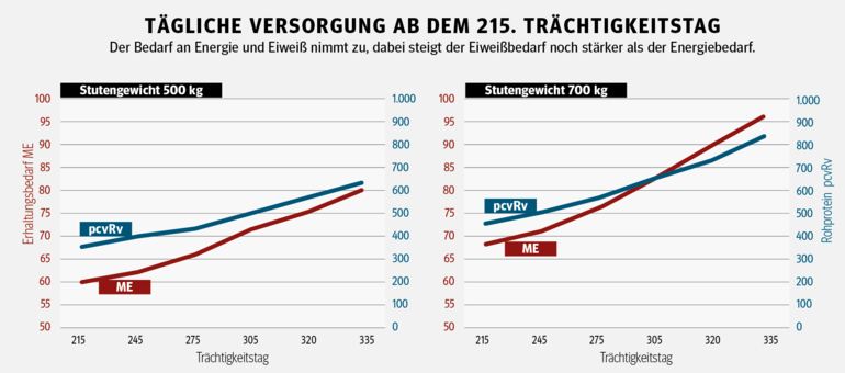 Der richtige  Speiseplan für  tragende Stuten .png