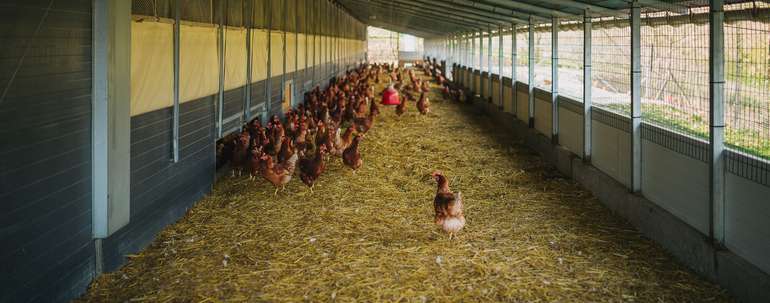 AMA_Legehennen in einem Vogelsicheren Wintergarten.jpg © Agrarmarkt Austria AMA_Legehennen in einem Vogelsicheren Wintergarten.jpg © Agrarmarkt Austria