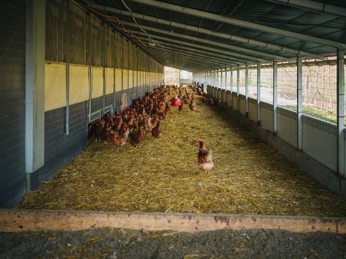 Legehennen im Wintergarten © AMA
