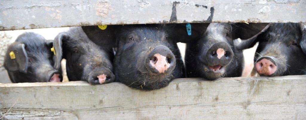 Das Erhöhen des Schlachtgewichts zahlt sich vor allem bei niedrigen Futterkosten und hohen Leistungen aus, insbesondere in der Endmast sowie bei einem hohen Mastschweinepreis. © Helmuth Raser/LK Niederösterreich Das Erhöhen des Schlachtgewichts zahlt sich vor allem bei niedrigen Futterkosten und hohen Leistungen aus, insbesondere in der Endmast sowie bei einem hohen Mastschweinepreis. © Helmuth Raser/LK Niederösterreich