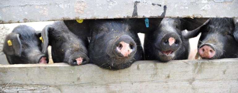 Das Erhöhen des Schlachtgewichts zahlt sich vor allem bei niedrigen Futterkosten und hohen Leistungen aus, insbesondere in der Endmast sowie bei einem hohen Mastschweinepreis. © Helmuth Raser/LK Niederösterreich Das Erhöhen des Schlachtgewichts zahlt sich vor allem bei niedrigen Futterkosten und hohen Leistungen aus, insbesondere in der Endmast sowie bei einem hohen Mastschweinepreis. © Helmuth Raser/LK Niederösterreich
