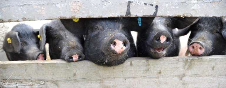 Das Erhöhen des Schlachtgewichts zahlt sich vor allem bei niedrigen Futterkosten und hohen Leistungen aus, insbesondere in der Endmast sowie bei einem hohen Mastschweinepreis.