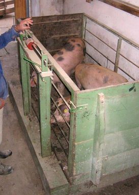 Über die richtige Sortierung der schlachtreifen Schweine kann man noch den ein oder anderen Euro mehr erlösen.